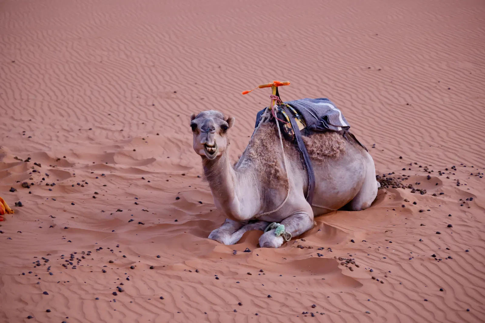 Dromadaire sellé couché sur le sable au pied d’une dune