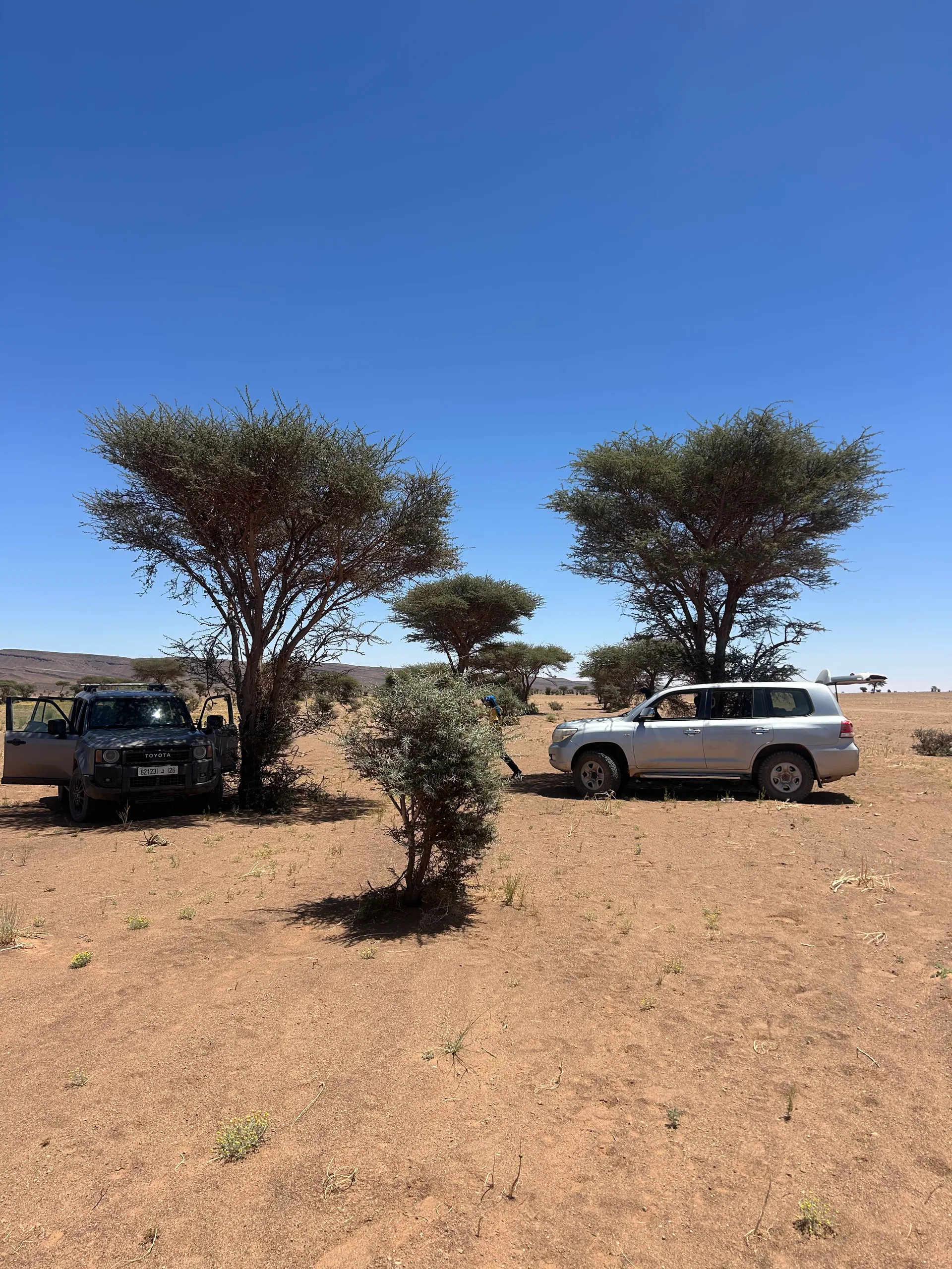 Pause à l'ombre des acacias