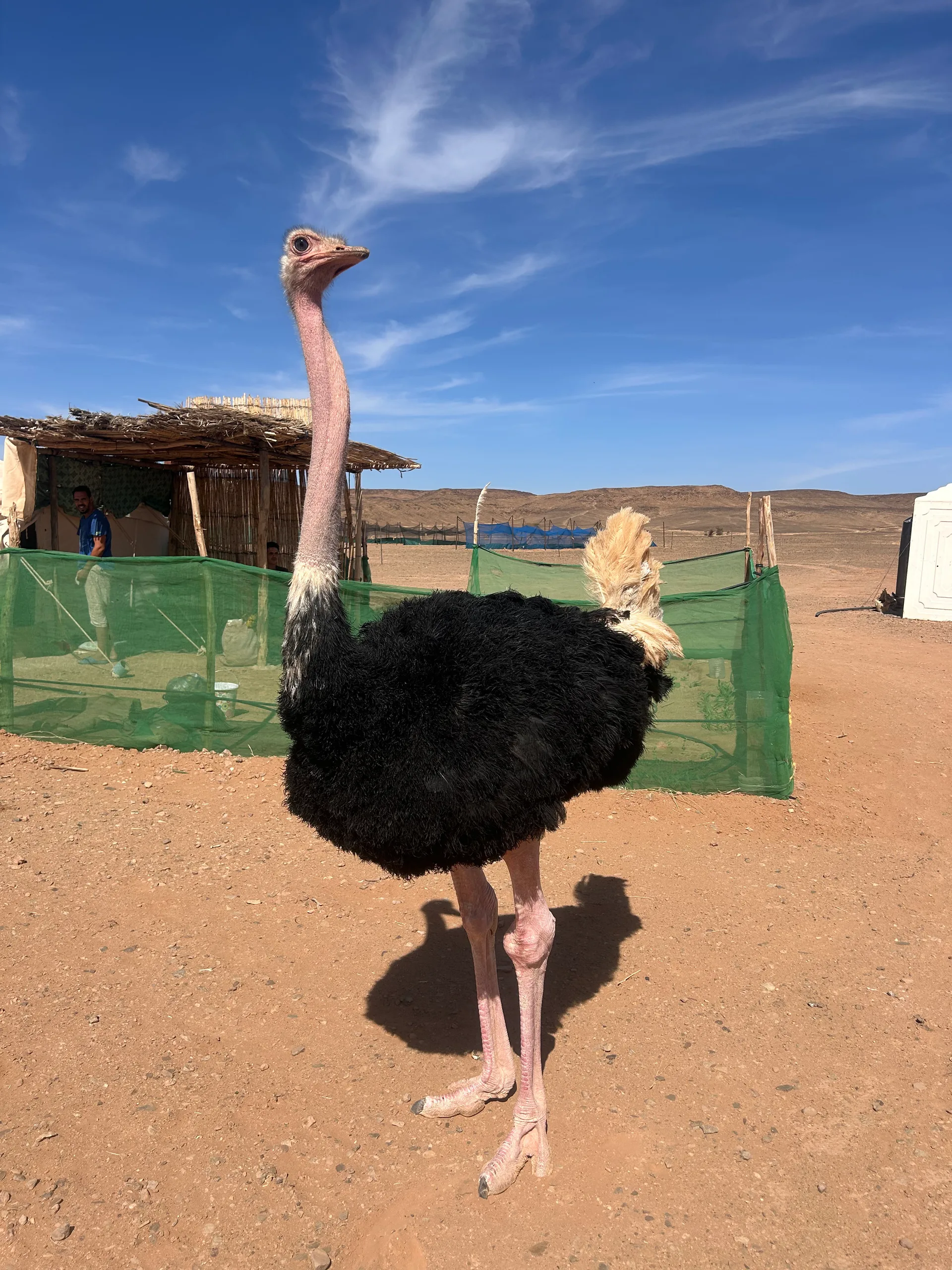 Rencontre avec une autruche du Sahara